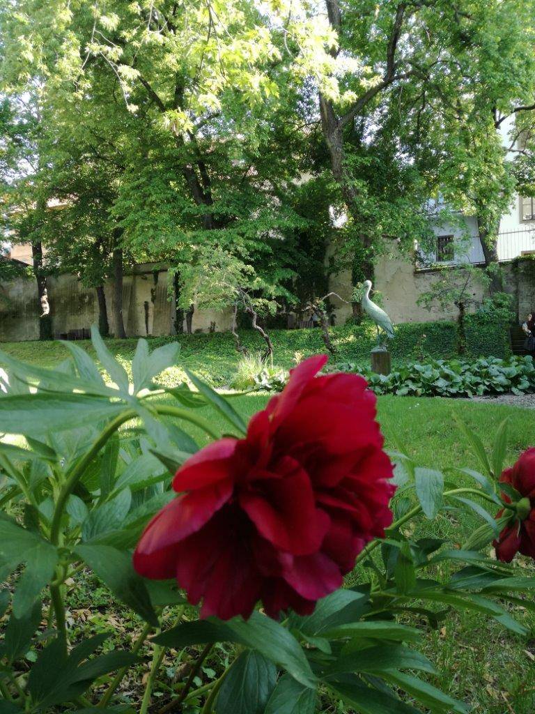 Šternberský palác, zahrada, NGP, rododendrony, Praha