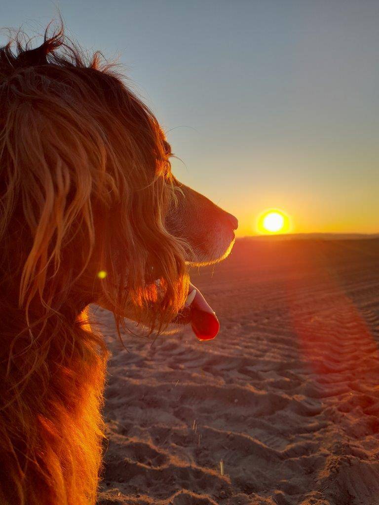 Bite, pes, západ slunce, dog, sunset